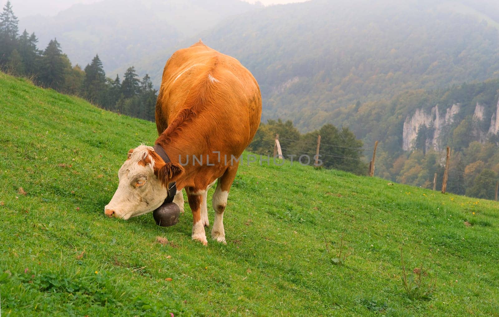The cow on the mountain
