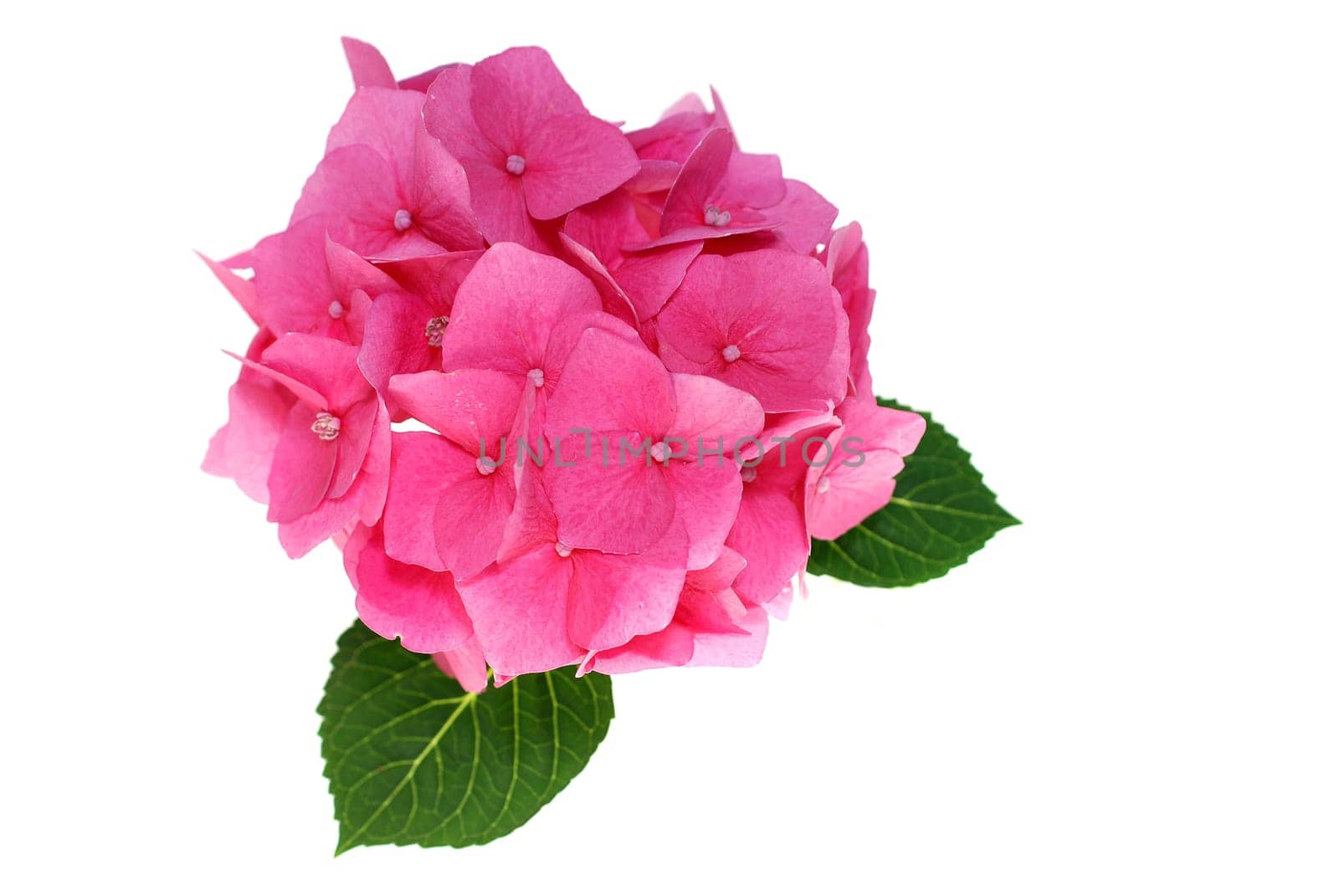 pink hydrangea blossom