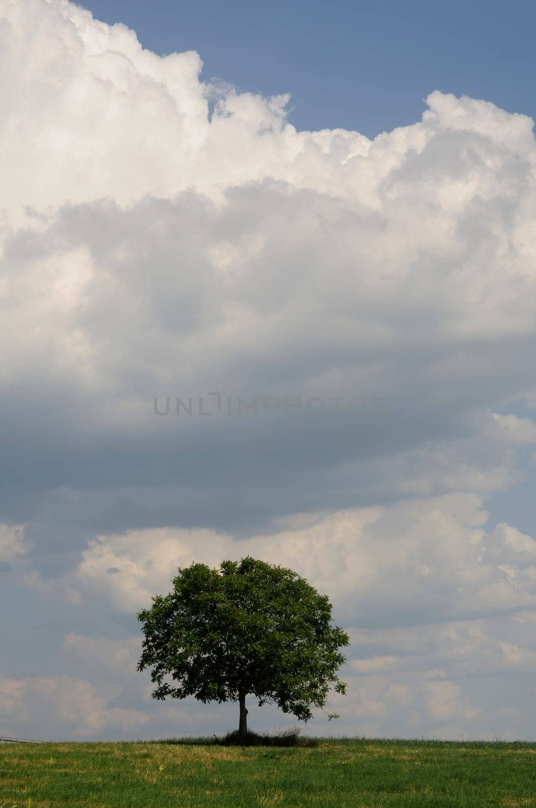 Tree on field