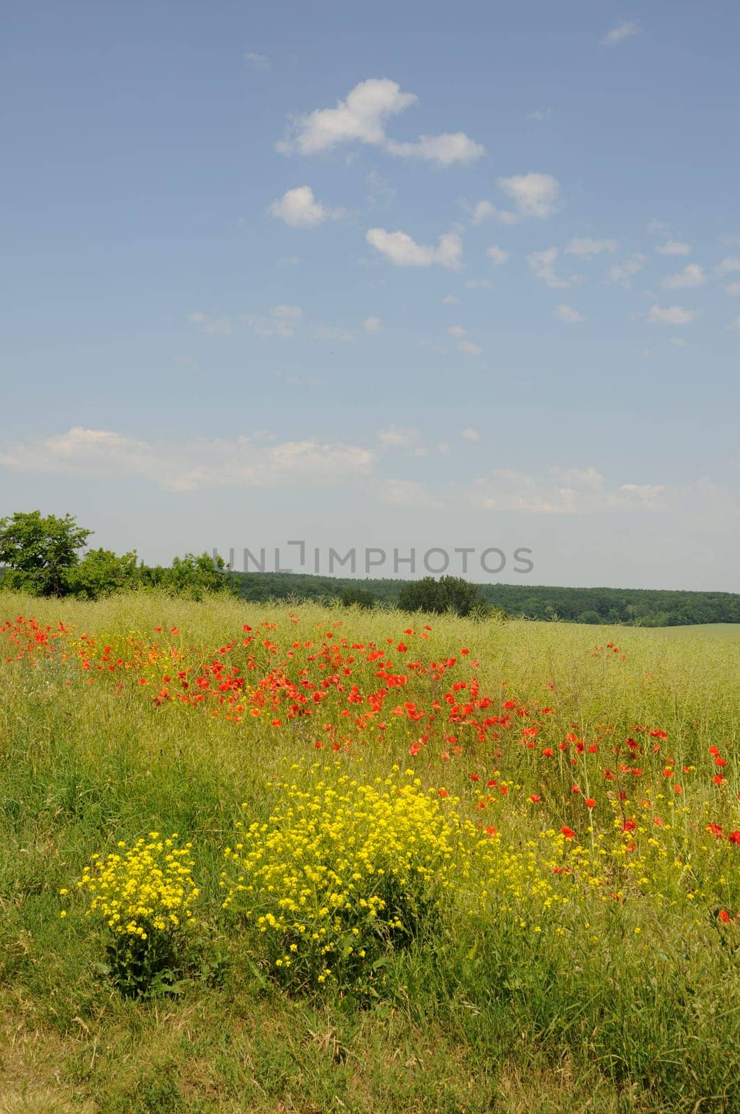 Poppies in a field