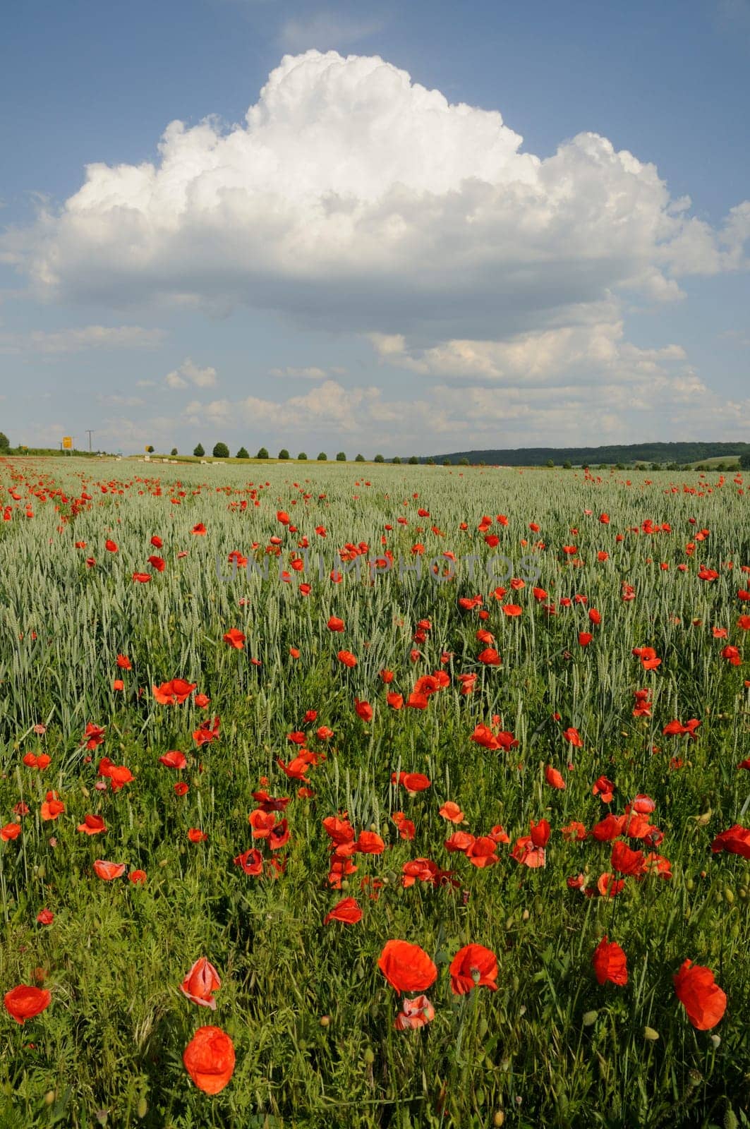 Poppies in a cornfield