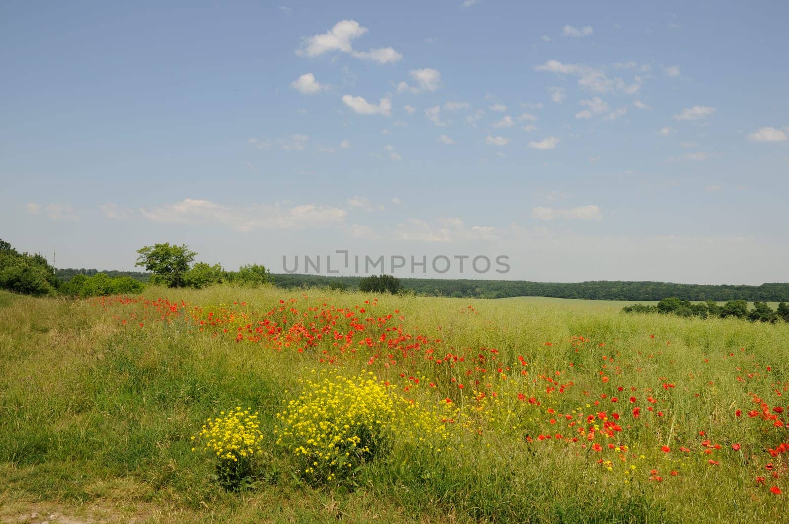 Poppies in a field