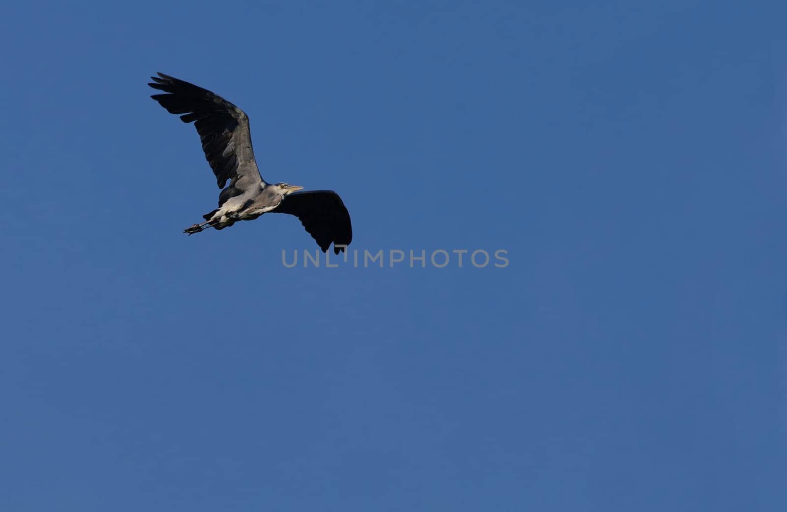 Heron,Grey Heron