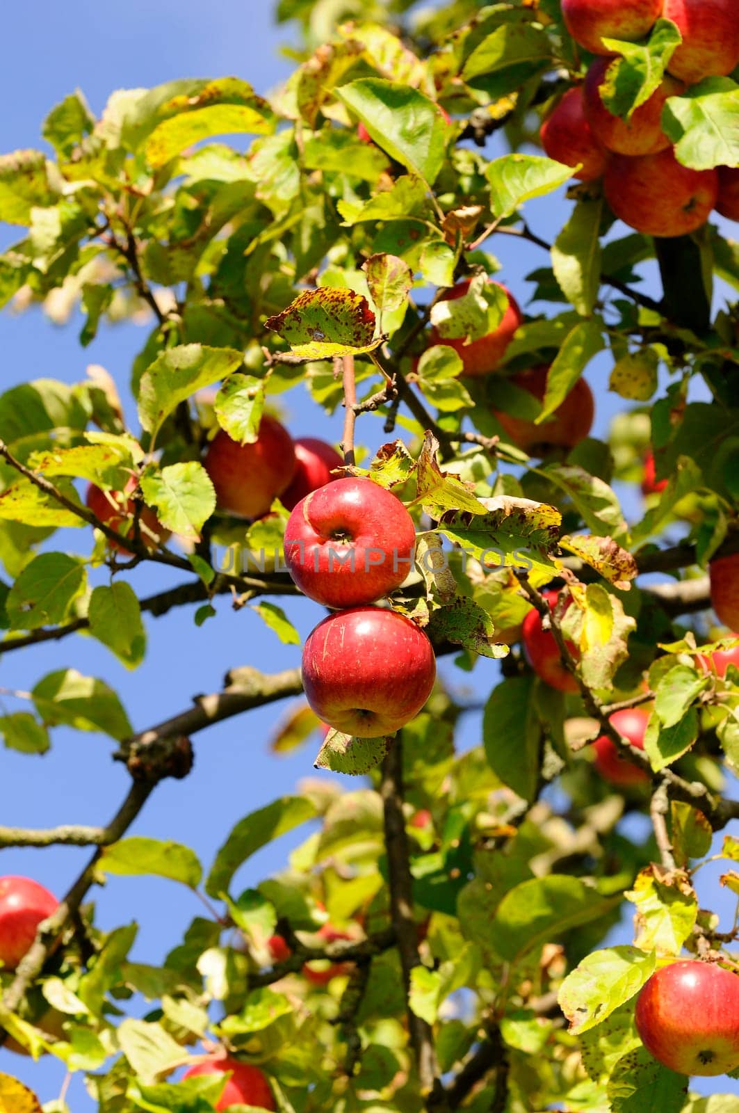 Apple tree