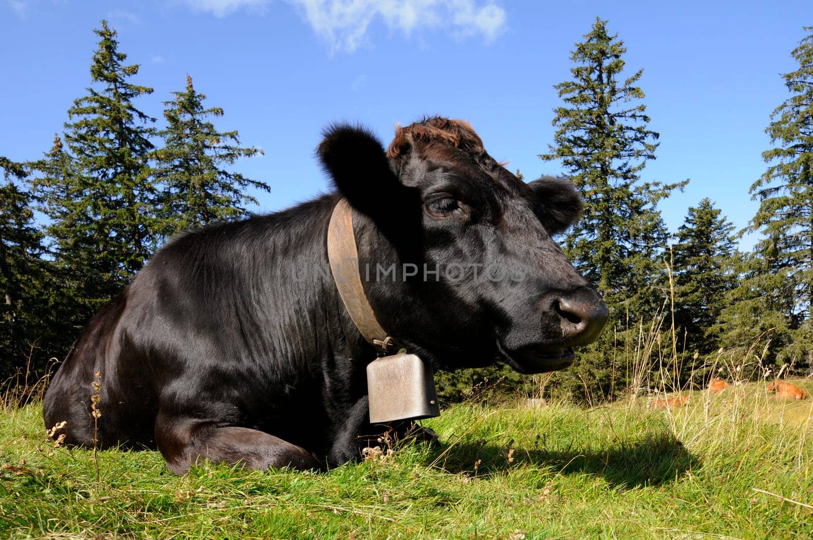black cow