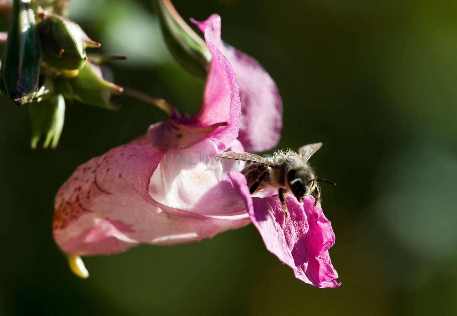 Bee on blossom