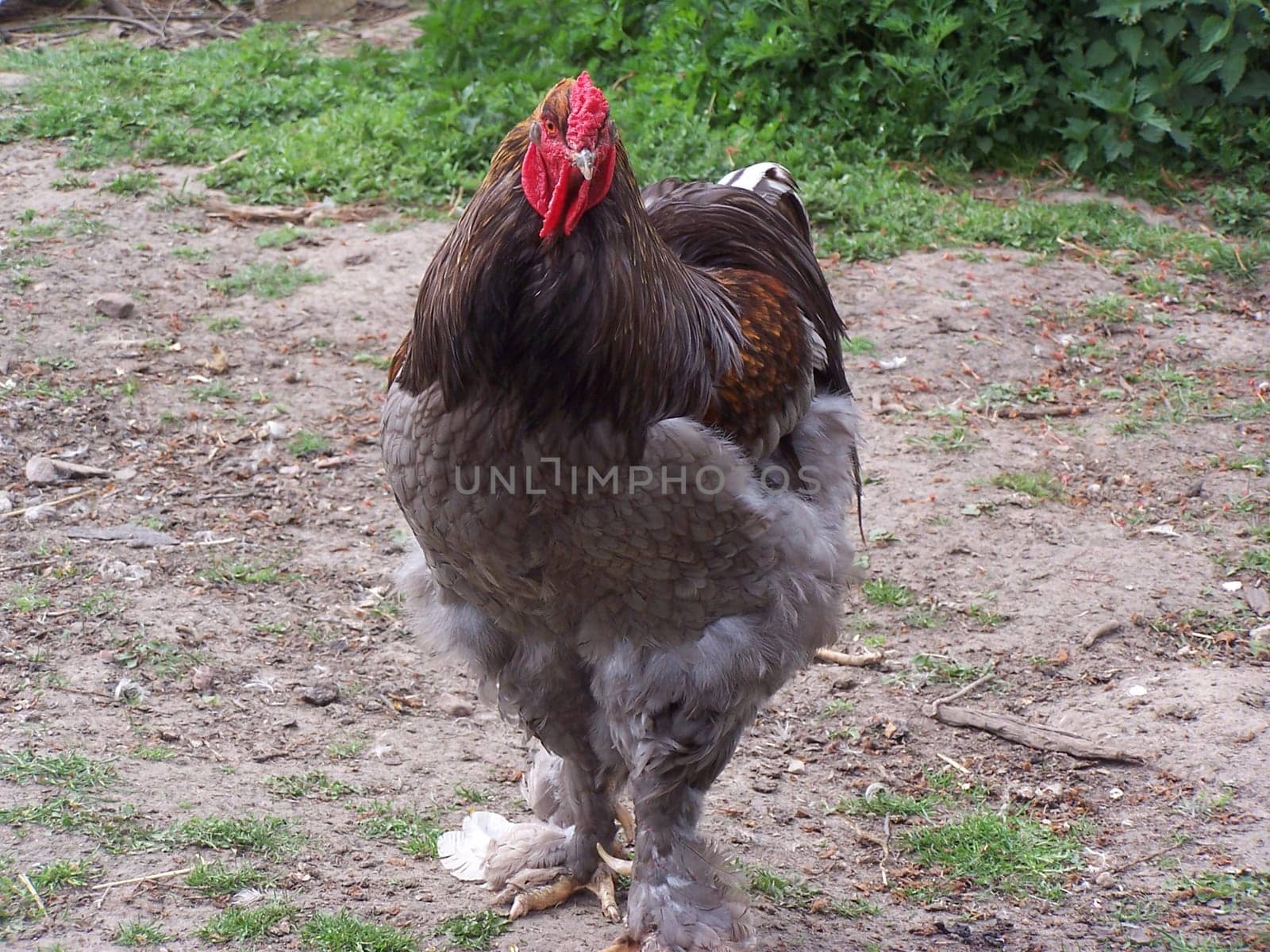 Very Powerful Giant Brahma