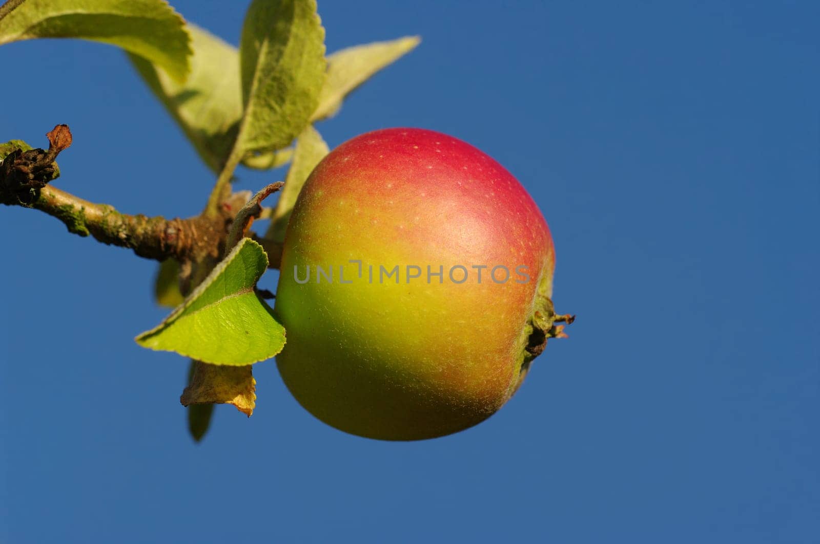 apple,apple tree,branch,tree