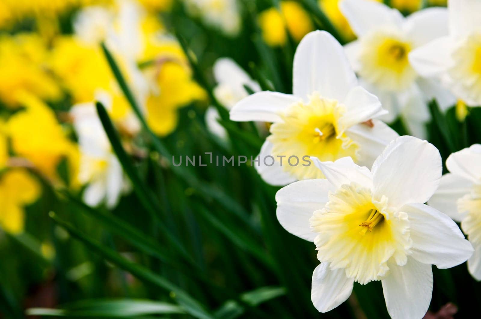 Daffodils