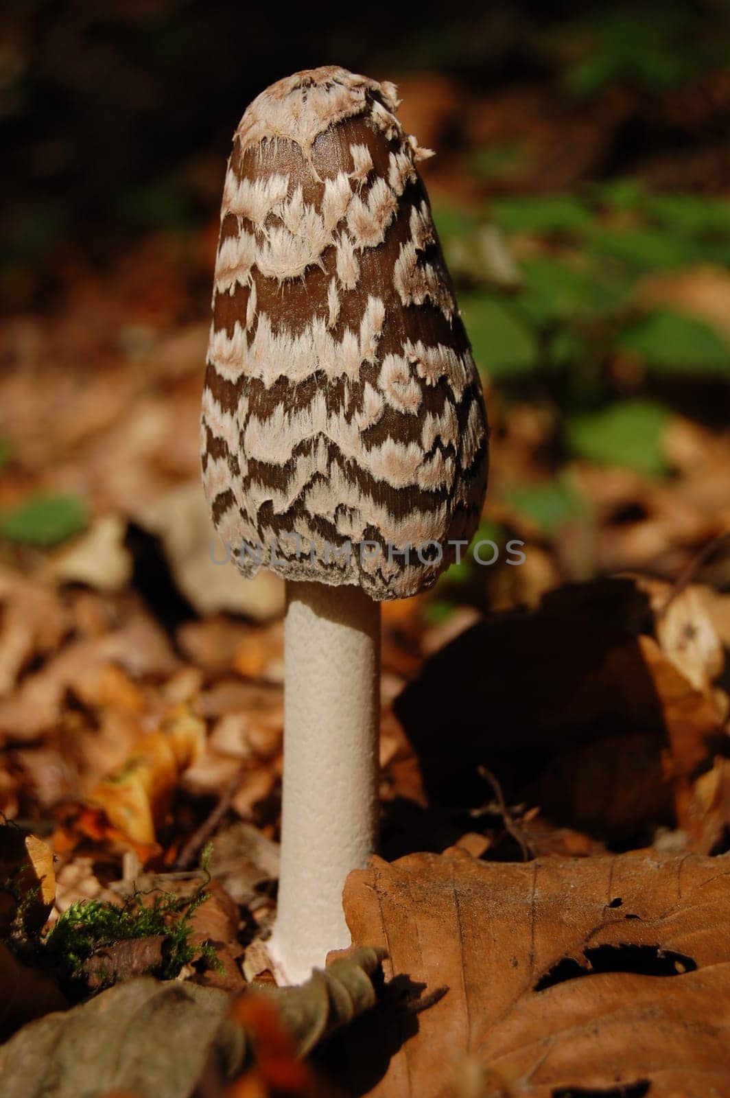 Coprinus comatus