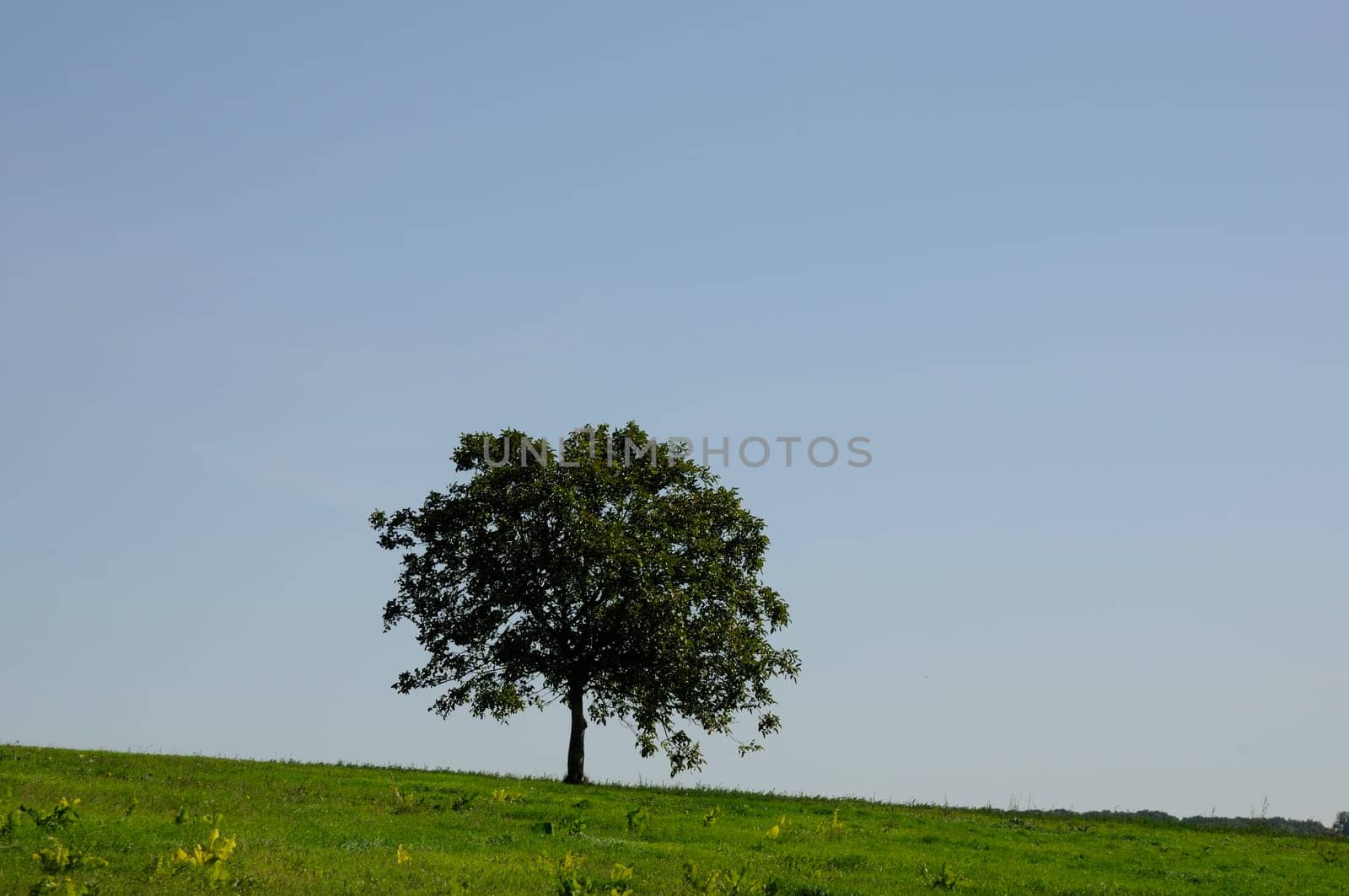 Tree in a meadow