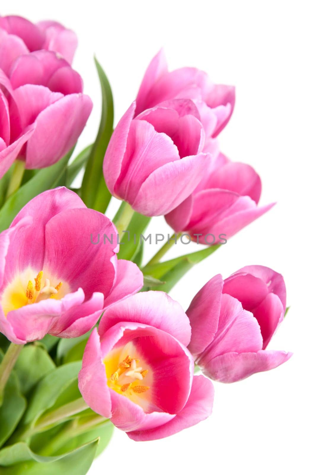 Pink tulips