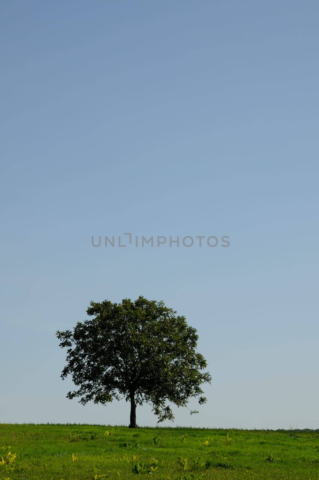 Tree in a meadow