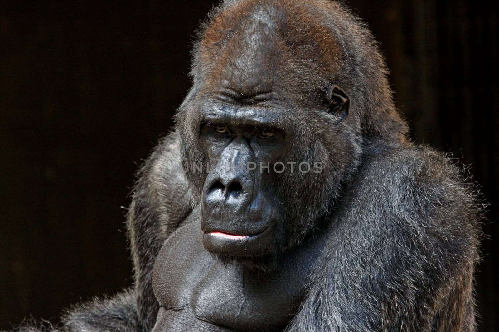GorillaPortrait