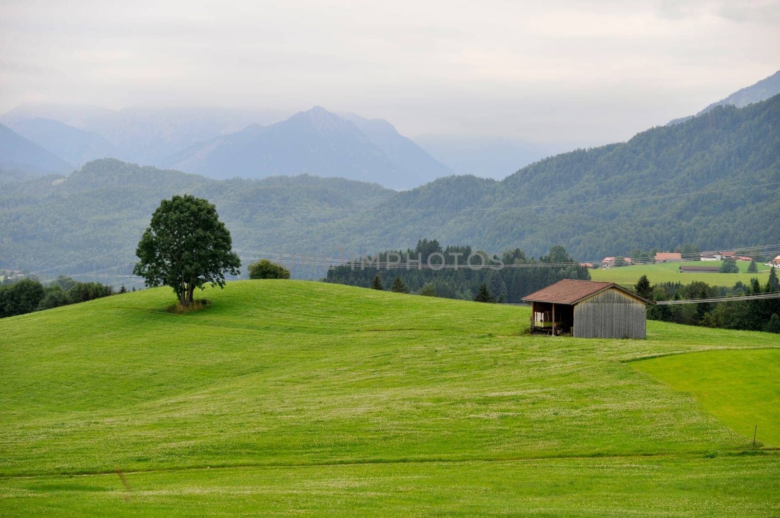 tree and barn