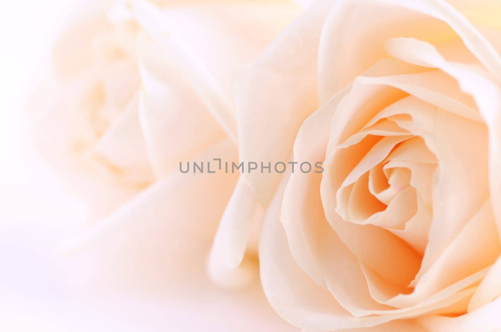 Beige roses