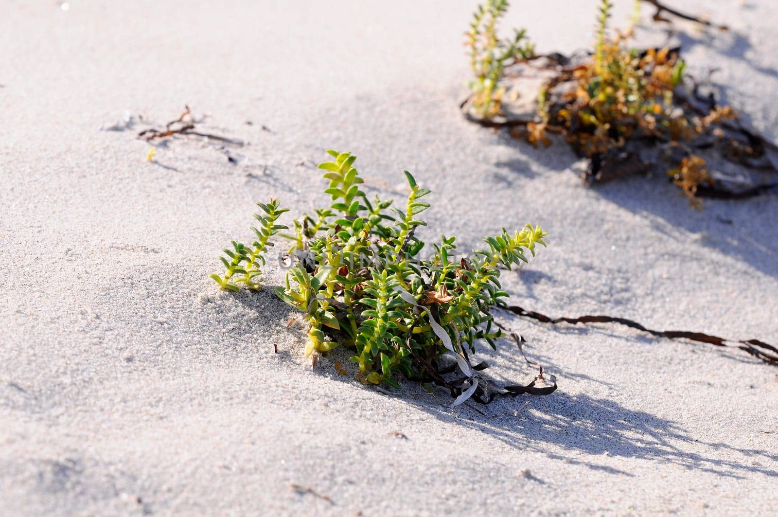 Glasswort - Salicornia