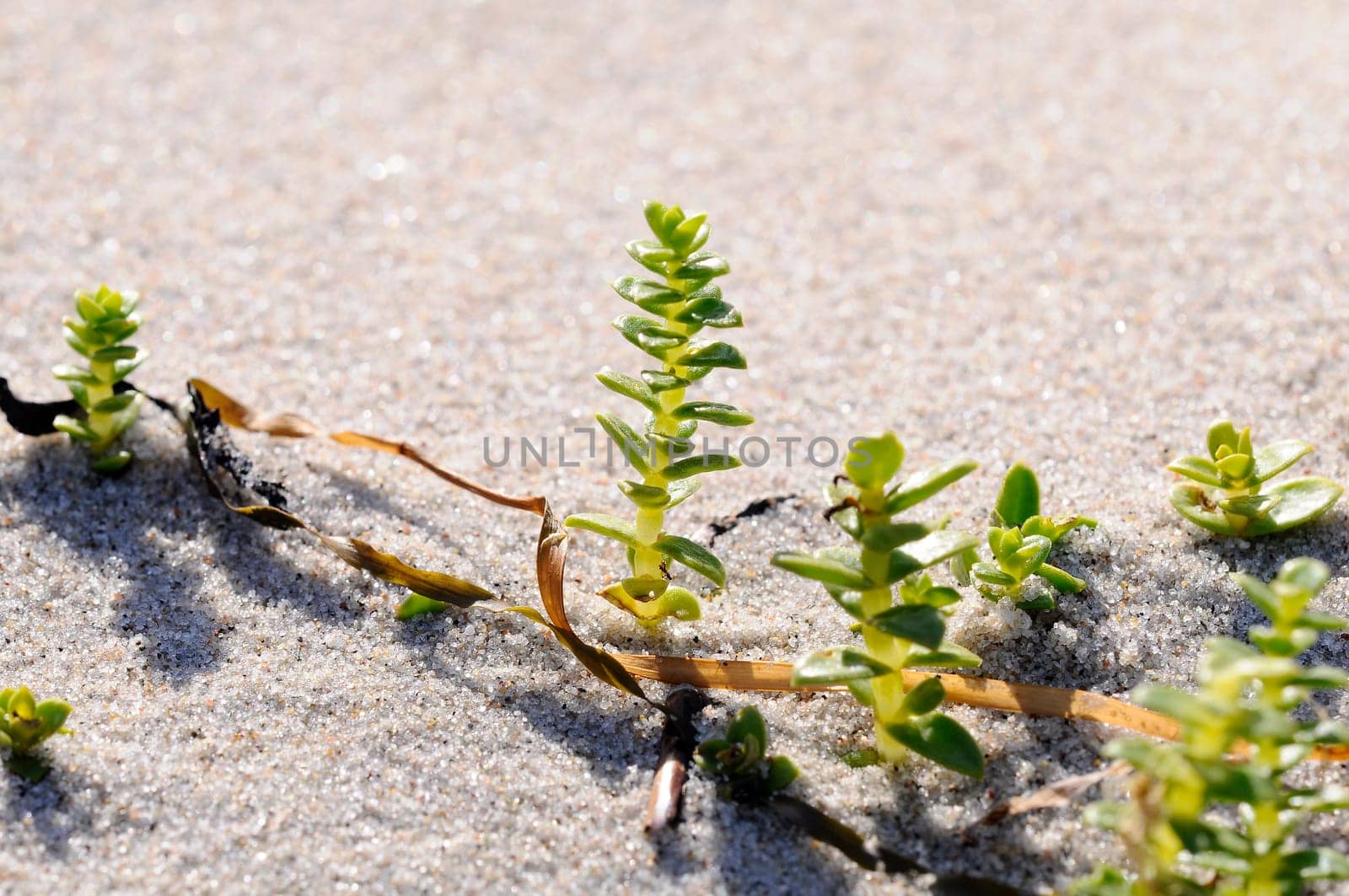 Glasswort - Salicornia