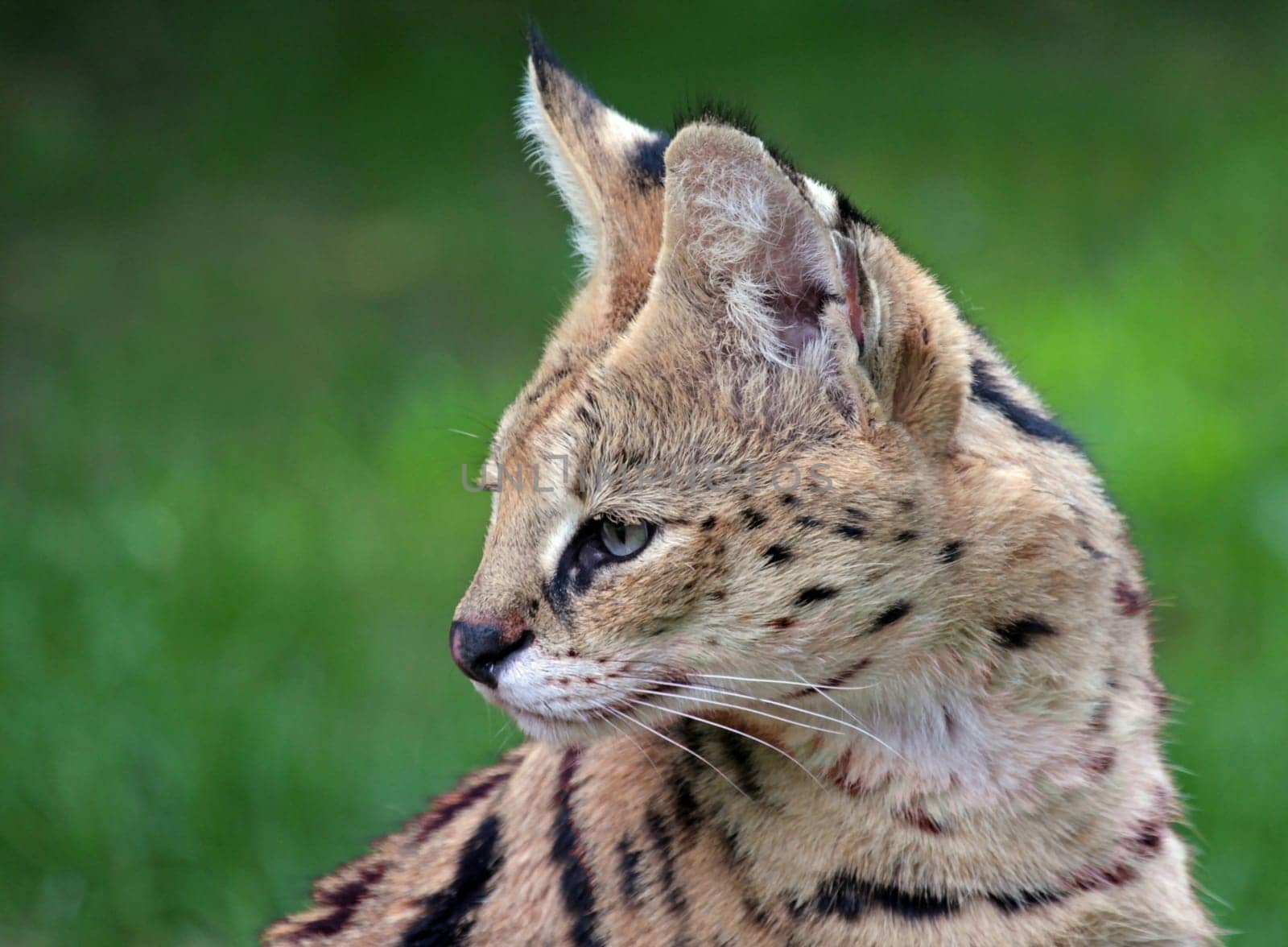 ServalPortrait