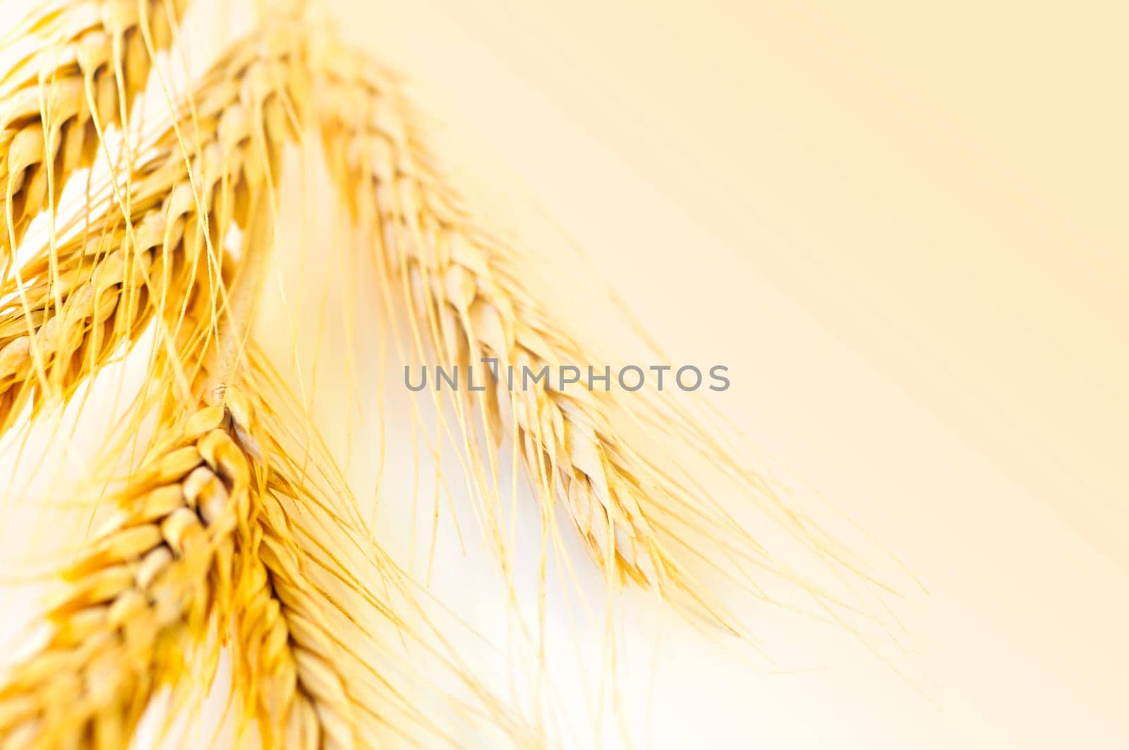 Wheat ears