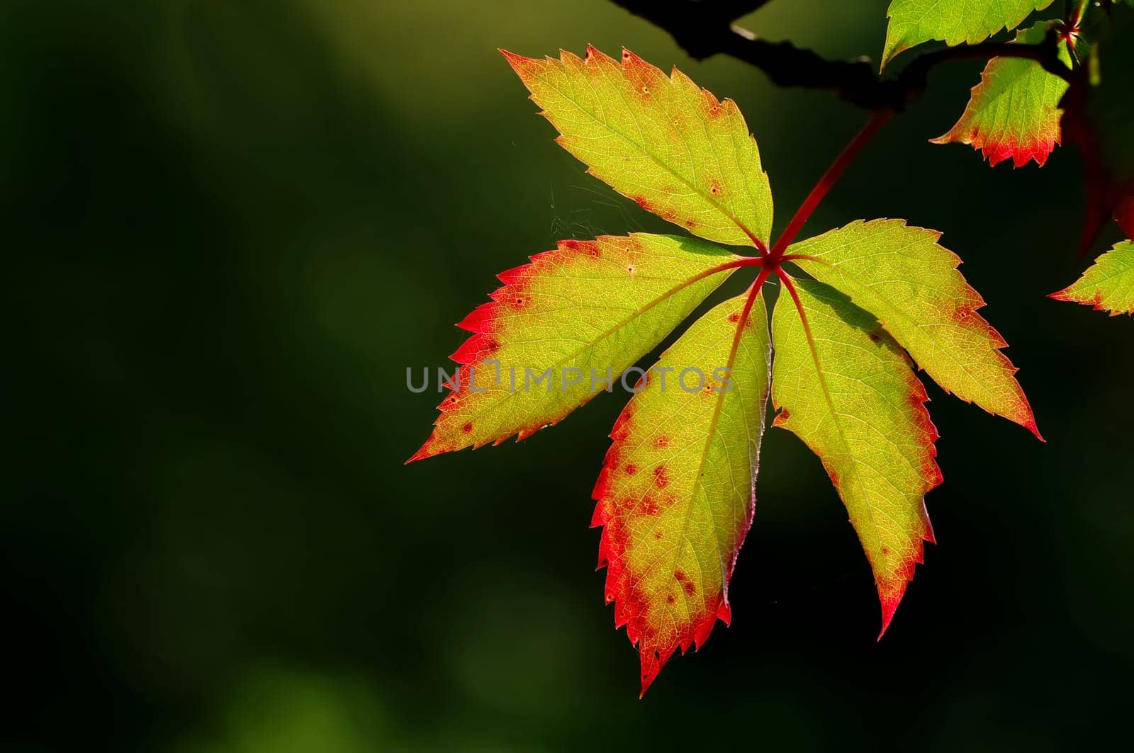 autumn