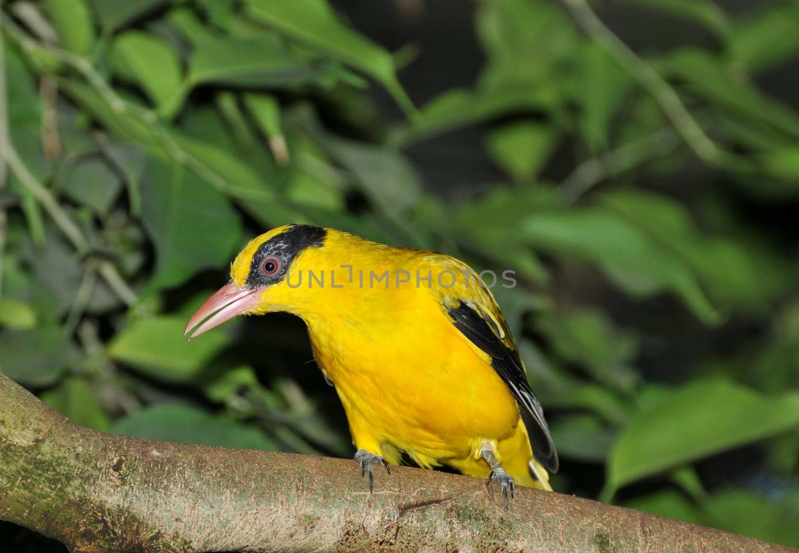 Black-naped oriole