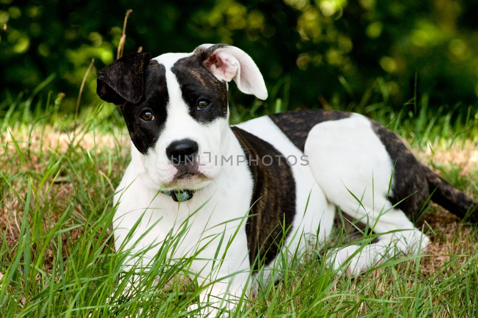 Obedience dog