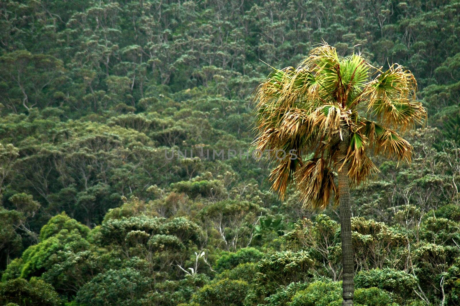 tropics