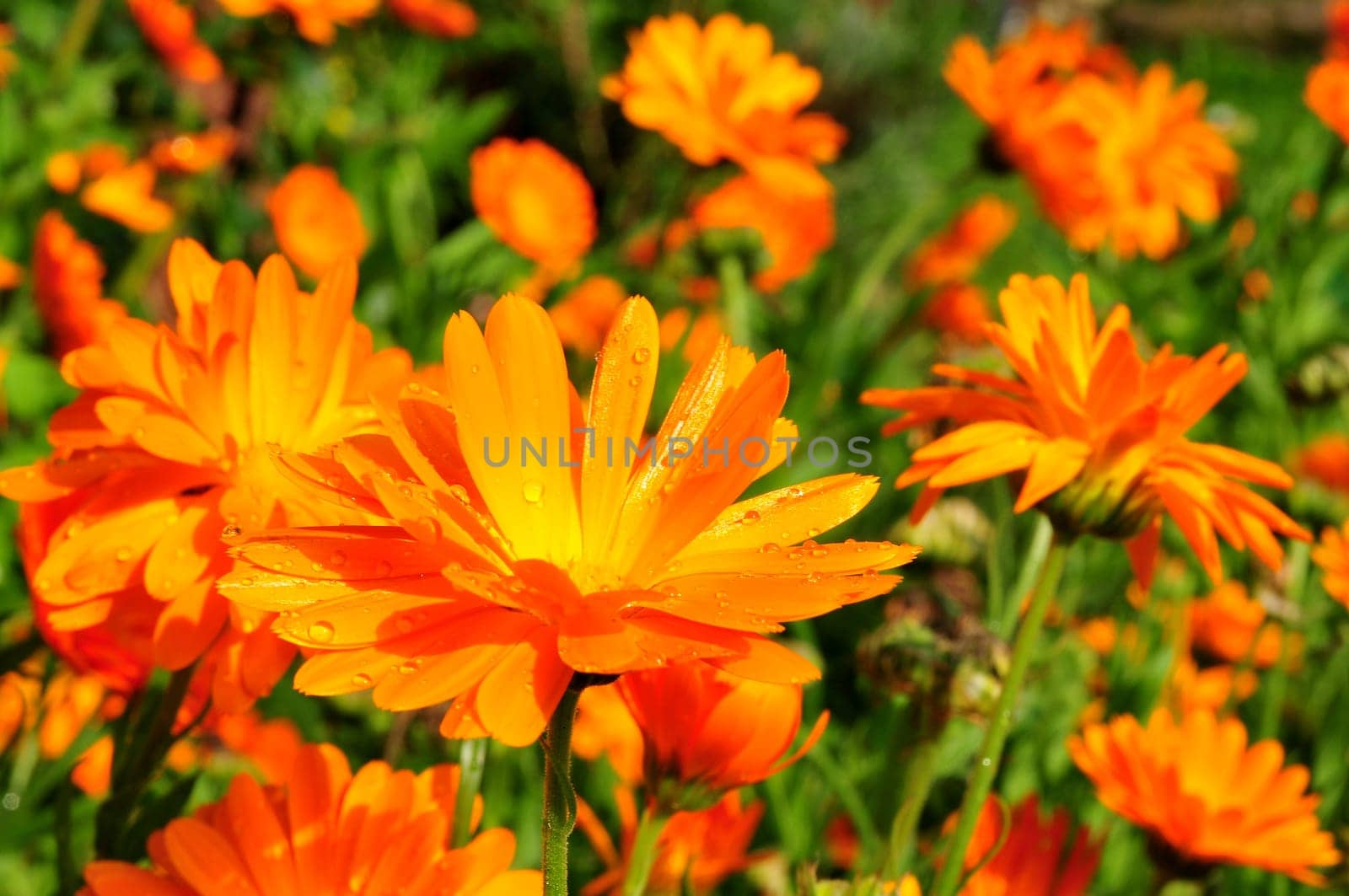 Flower calendula orange