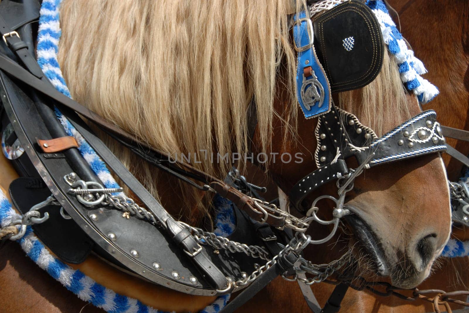 Haflinger team