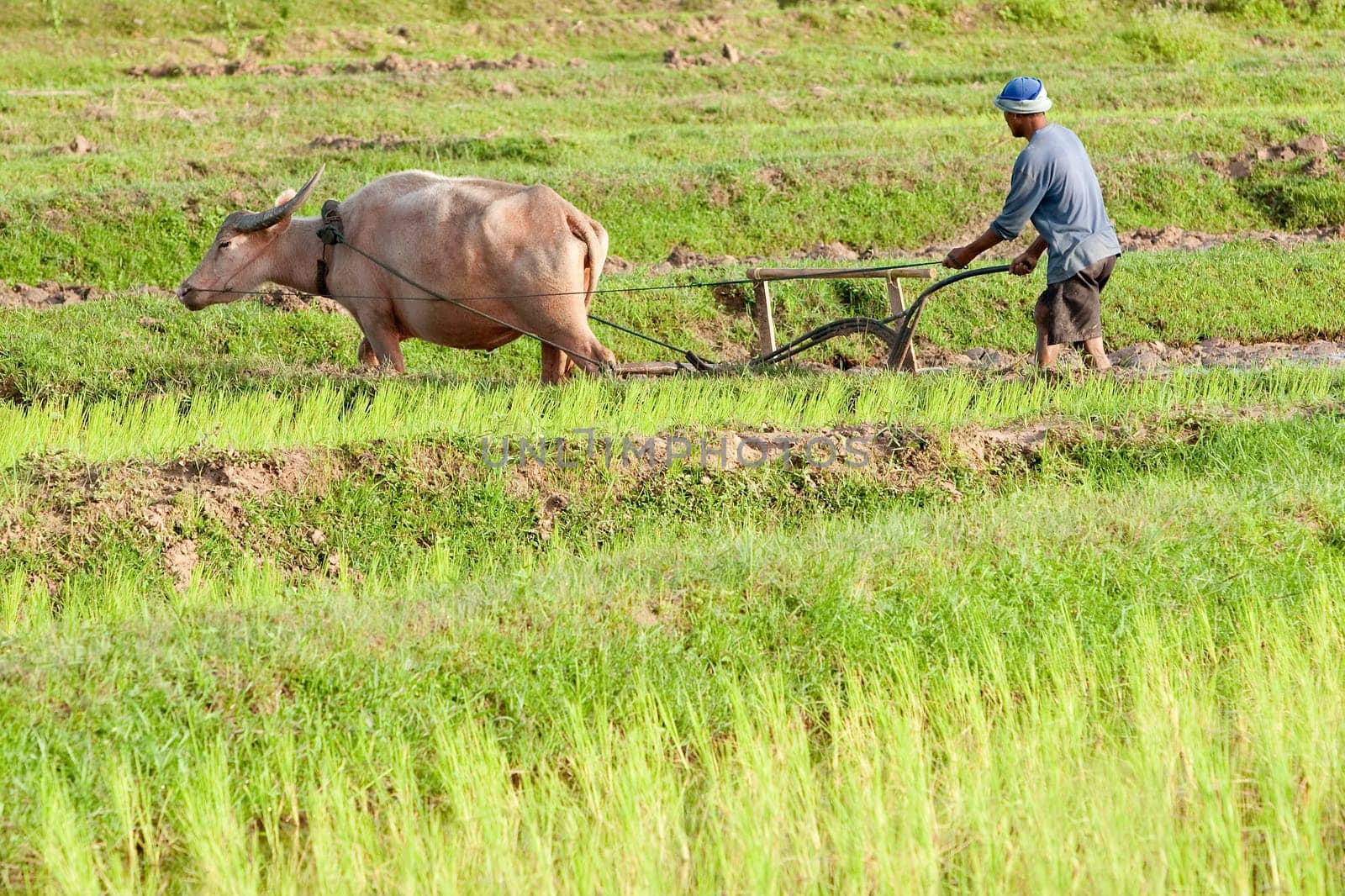 Plow with water buffalo,rice field