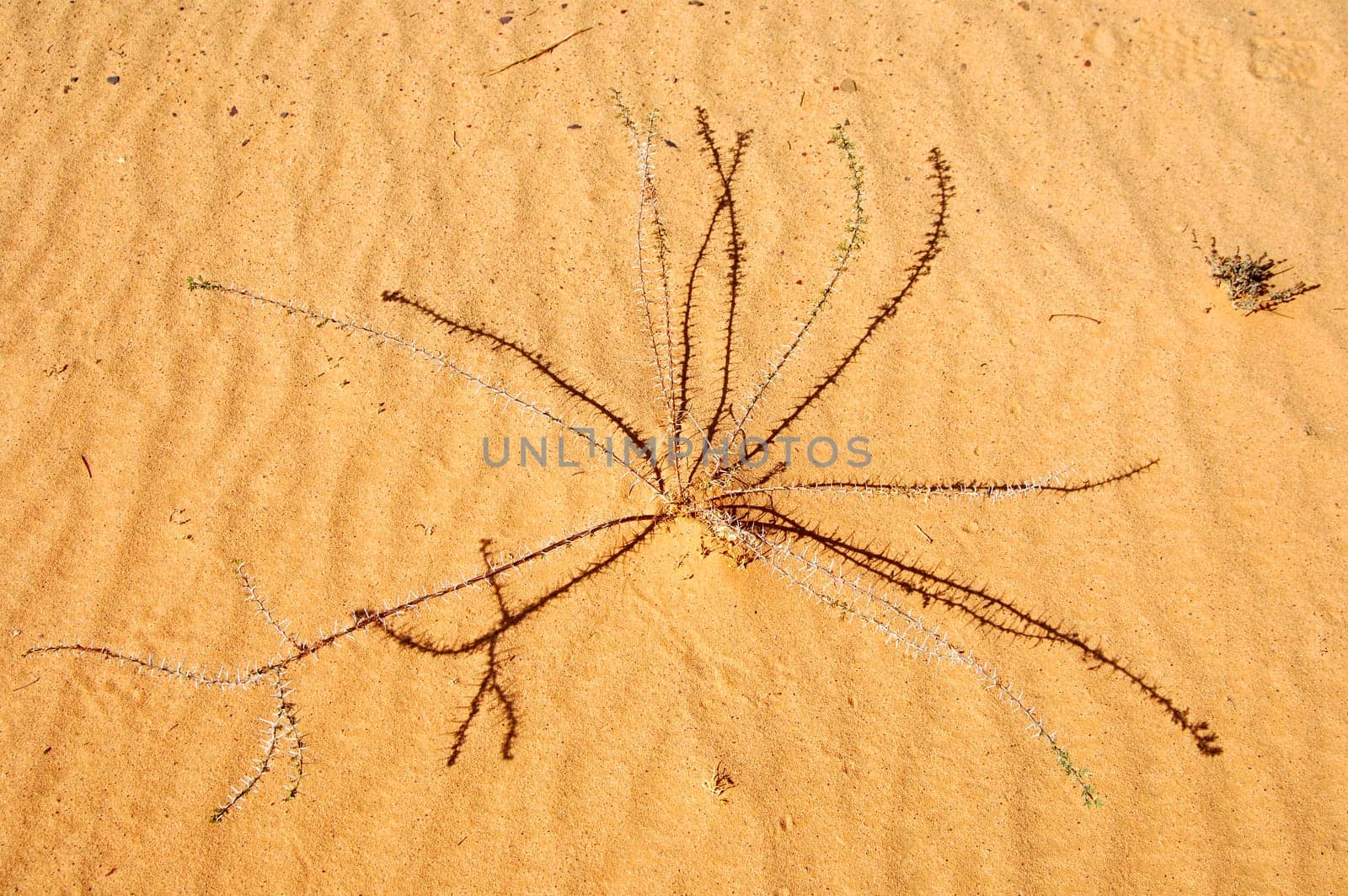 Young acacia plant in desert sand