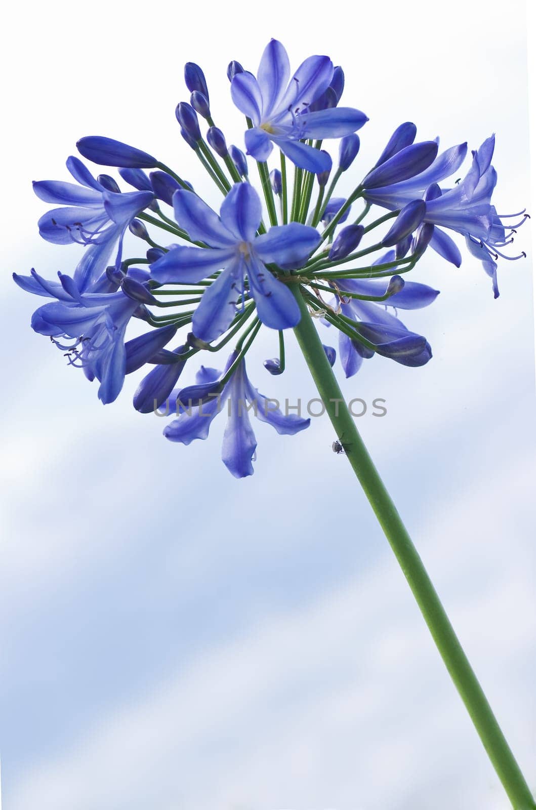 Blue flowers, blue sky