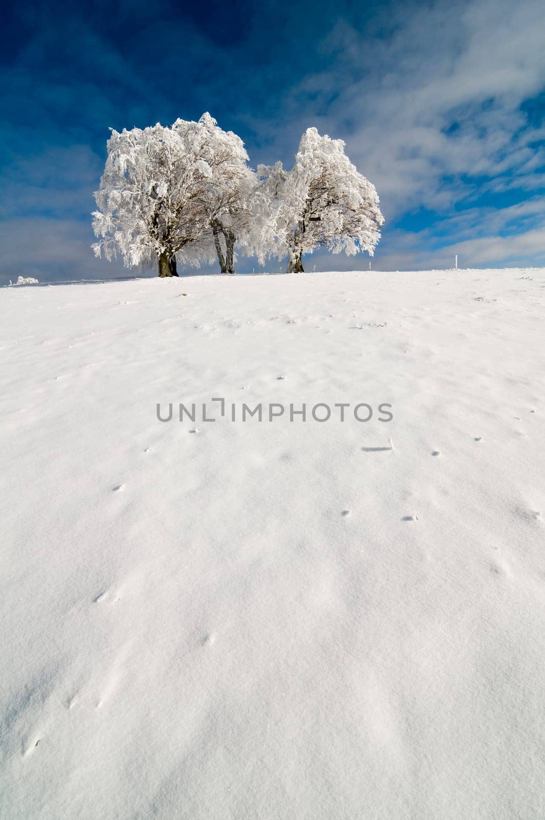 Winter200919