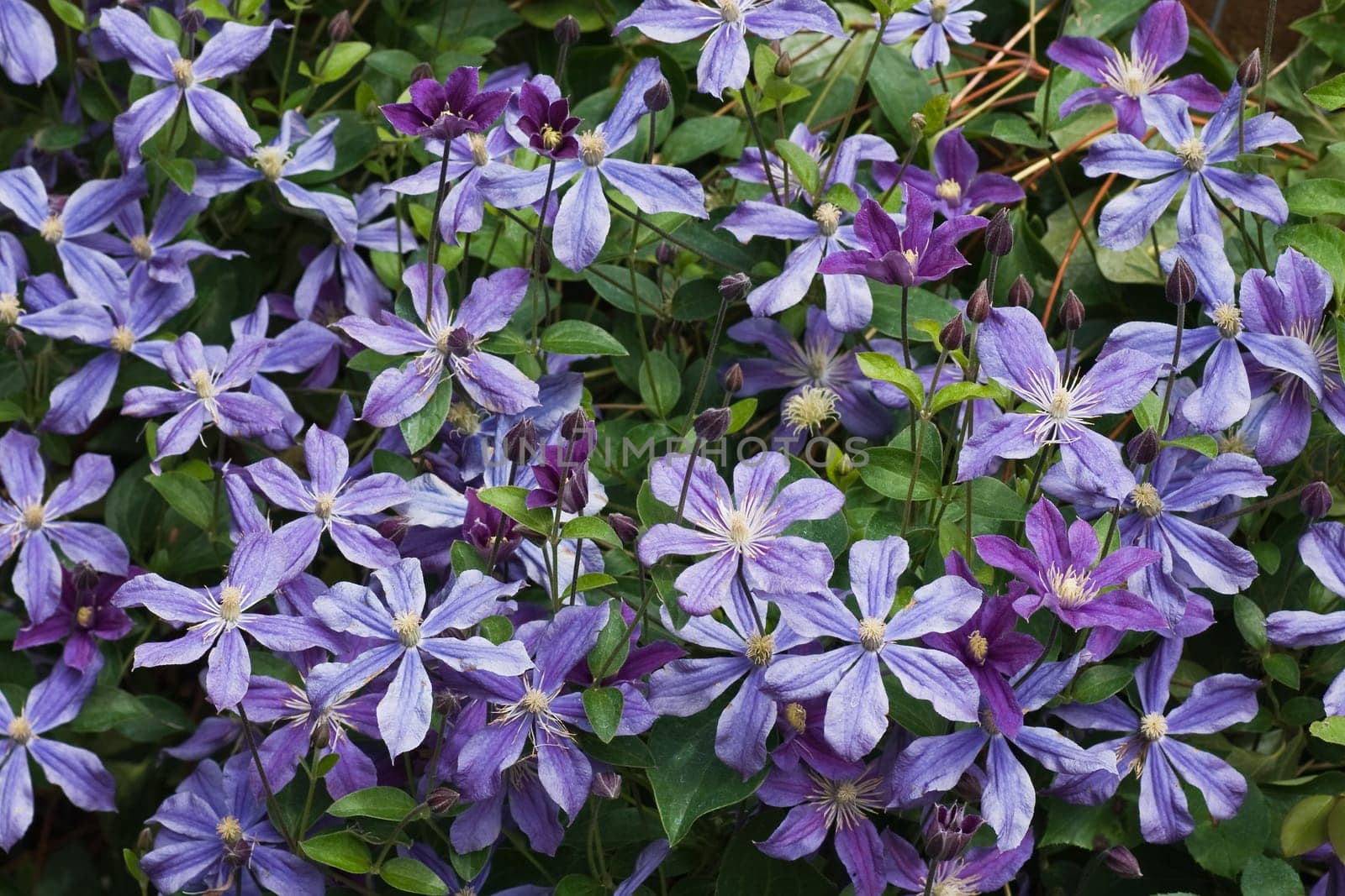 Blue clematis flowers in summer