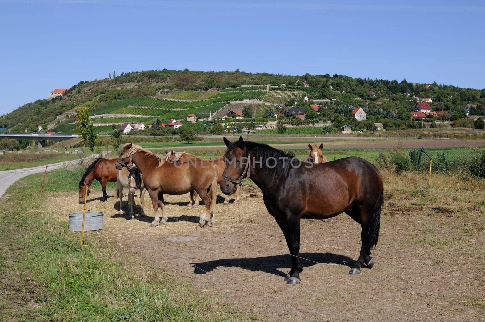 Horse paddock near Freyburg