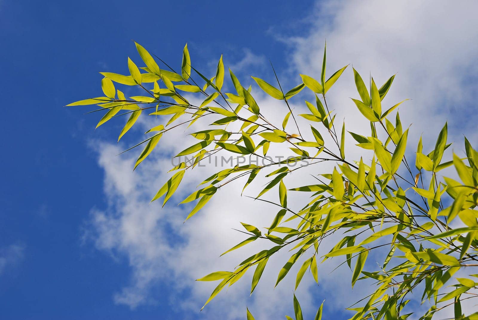 Bamboo