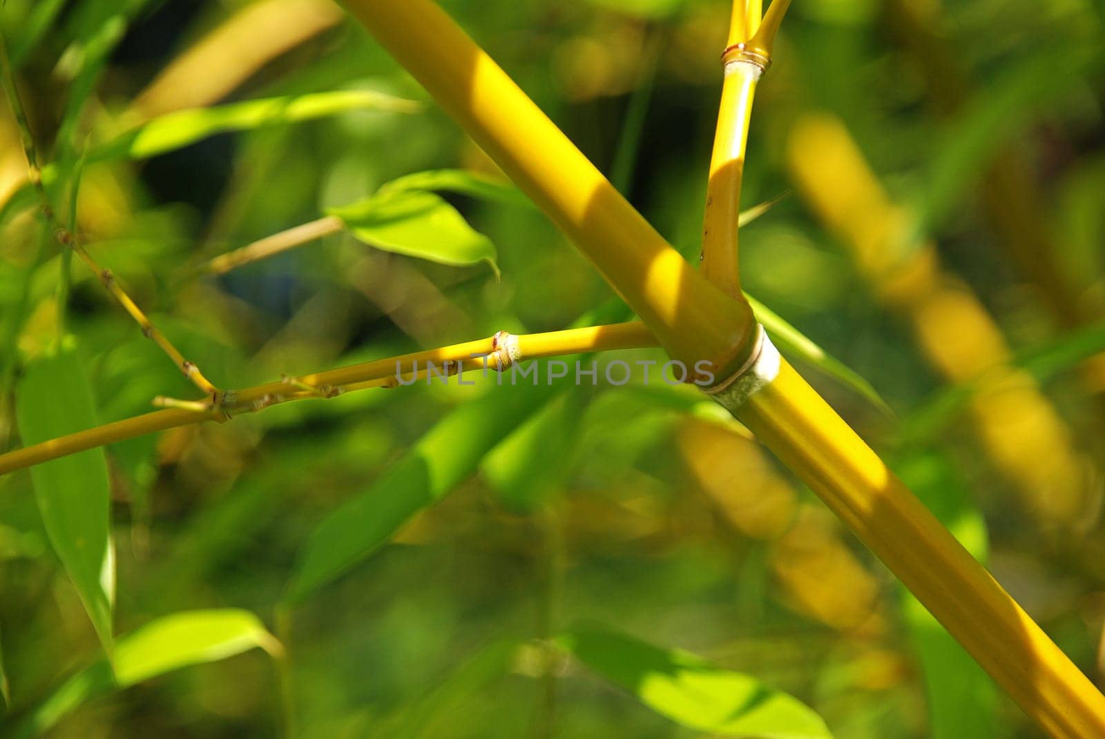 Bamboo
