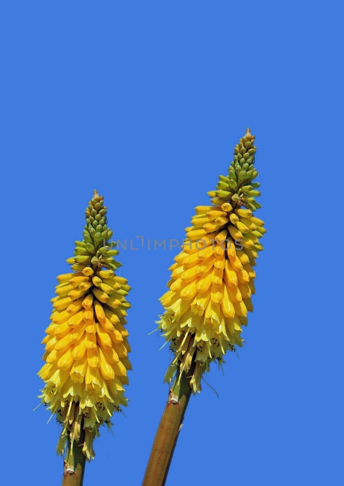 Yellow on blue