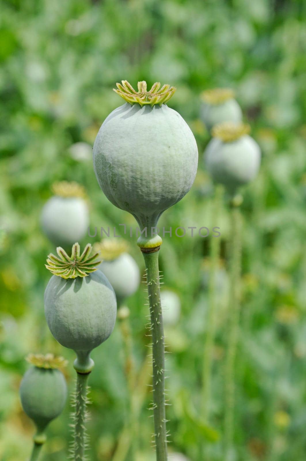 Poppy seed pods