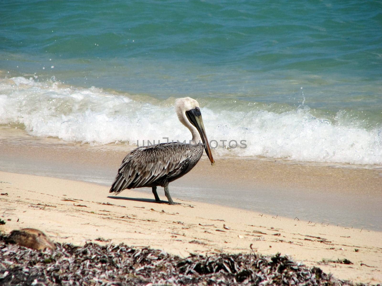 Pelican on the beach