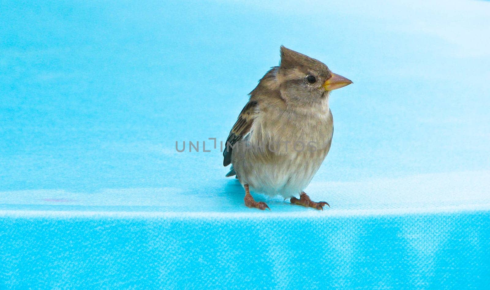 Small bird on a table