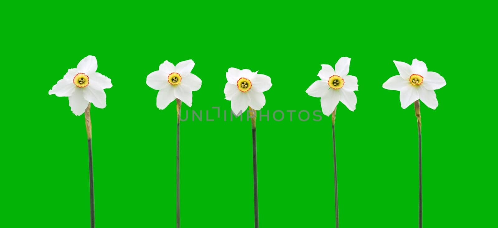 Daffodils over green background
