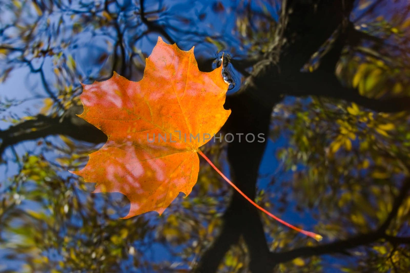 autumn leaf on the water