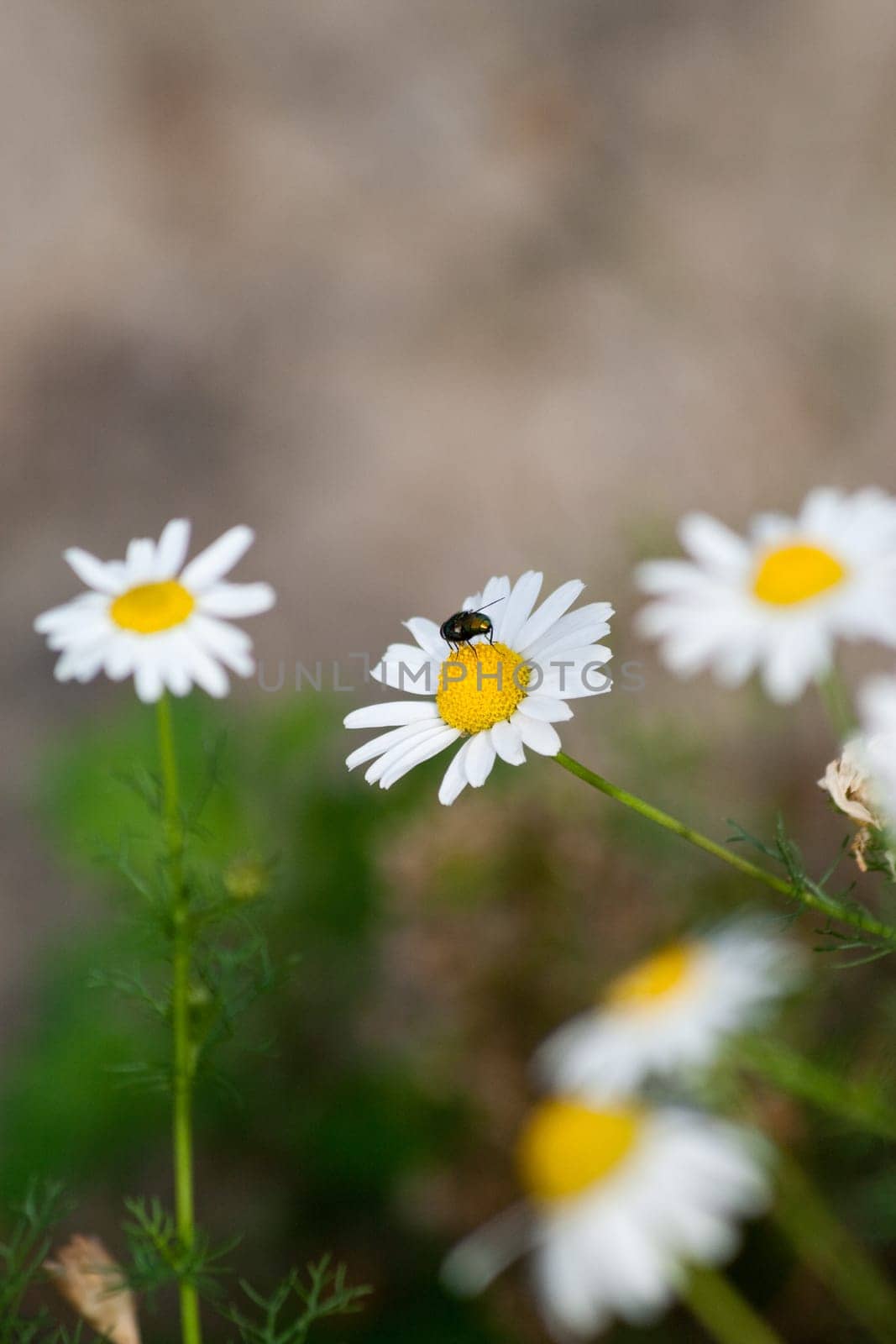 Daisy