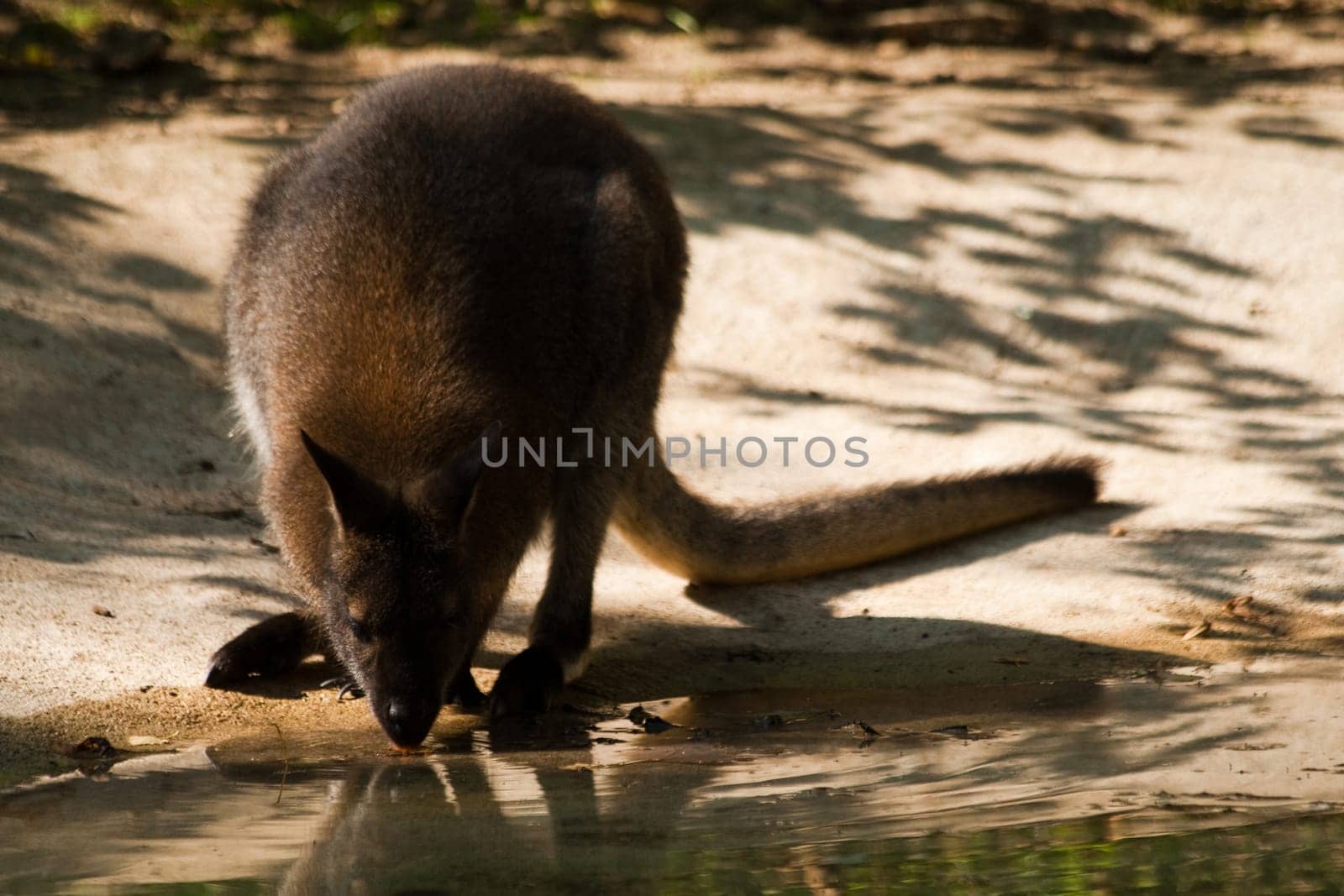 Bush kangaroo