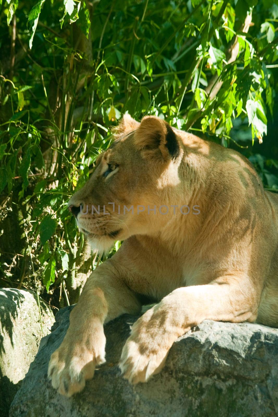Lioness
