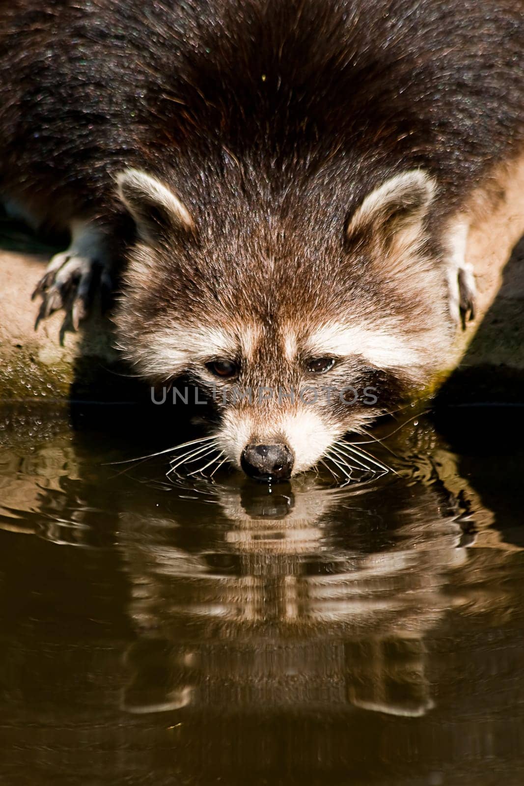 Raccoon