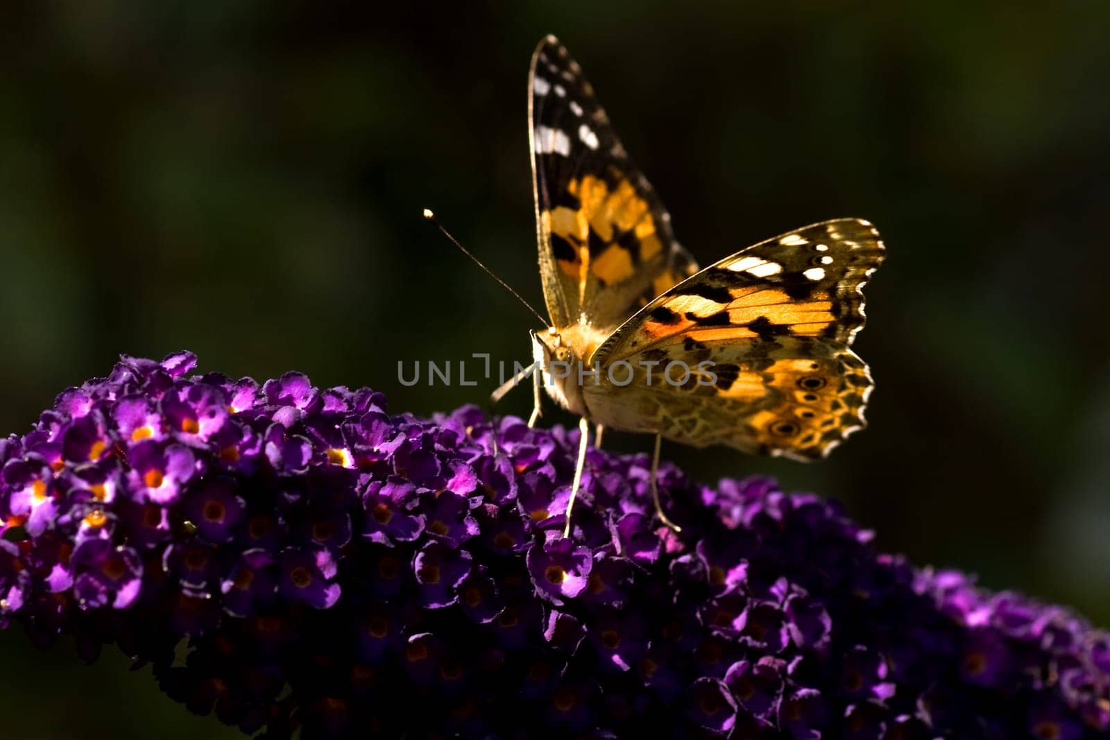 Painted lady on butterfly bush in summer