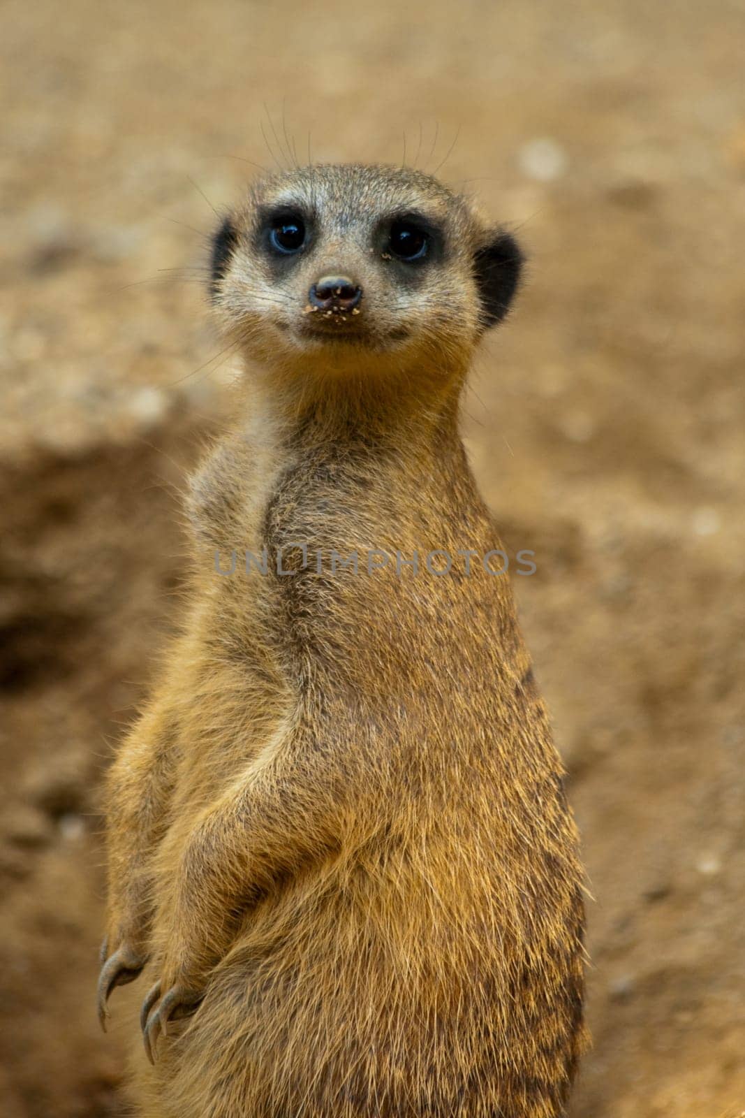 Meerkat